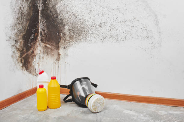Best Certified Mold Removal  in Feasterville, PA