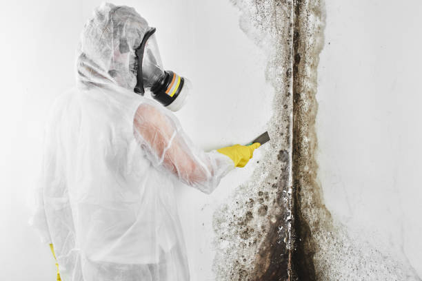 Mold Testing and Removal in Feasterville, PA