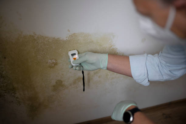 Best Certified Mold Removal  in Feasterville, PA