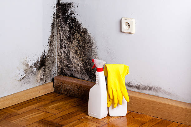 Best Mold Removal Specialists  in Feasterville, PA