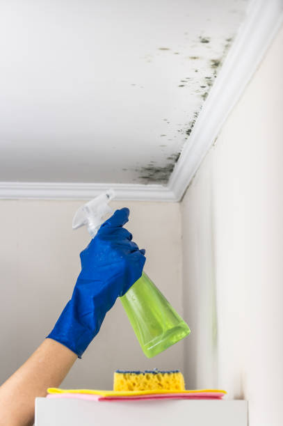 Best Mold Damage Repair  in Feasterville, PA