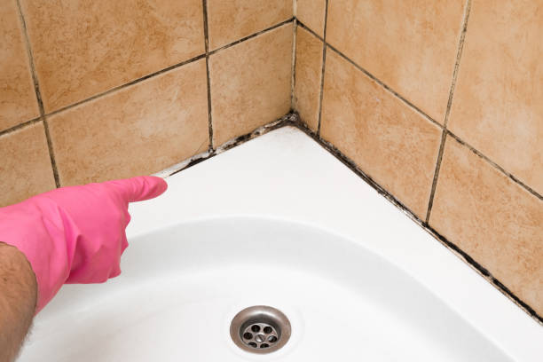 Best Commercial Mold Removal  in Feasterville, PA